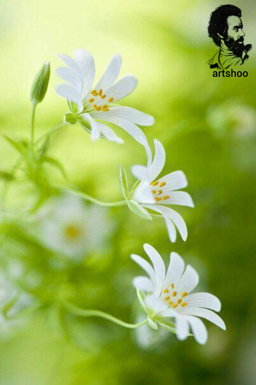 گل اورژینال رنگ روغن